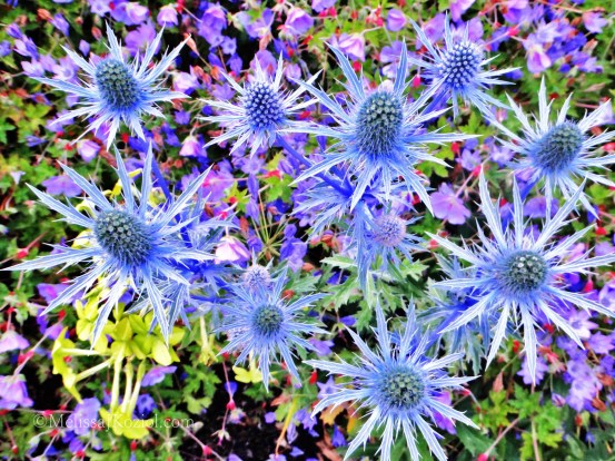 10454405_10101285140365458_7271391646141615406_o