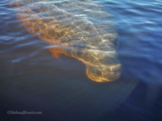 10265607_10156546798310122_2419521781758399281_o