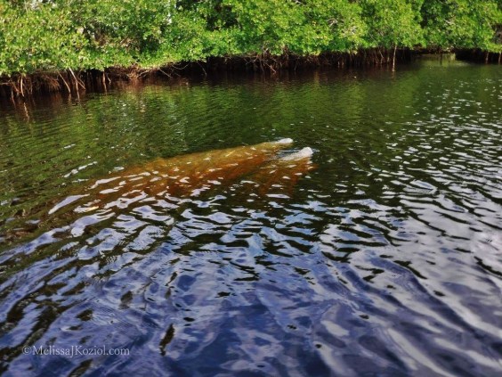 12401782_10156590588295122_8746556218447044833_o