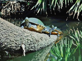 12471523_10156582864240122_6883131743606571671_o