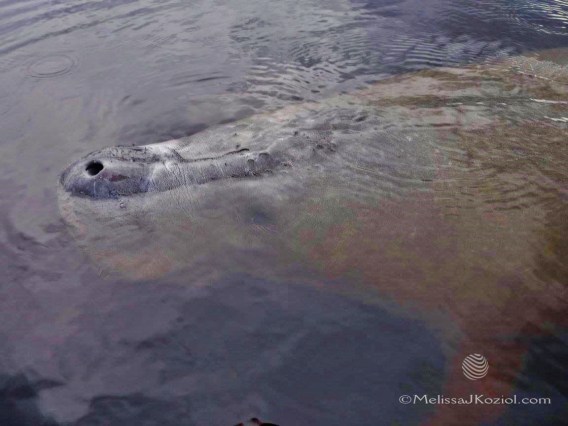 12471581_10156601905020122_1706175023781851933_o