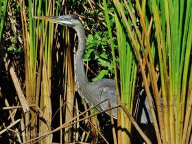 12493395_10156582859435122_8646095026337590166_o