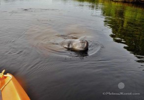 12493449_10156620891490122_661837909831290931_o