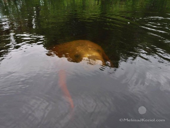 12513495_10156601909455122_9054866585709755064_o