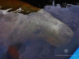 12513864_10156601906855122_3583436949537967099_o