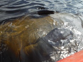 12657263_10156701026075122_6979763345431748942_o