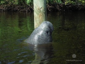 12694482_10156701025345122_1439478795511475685_o