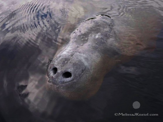 1933442_10156601908560122_222500866308450945_o