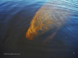 966591_10156546799595122_870699476556270663_o