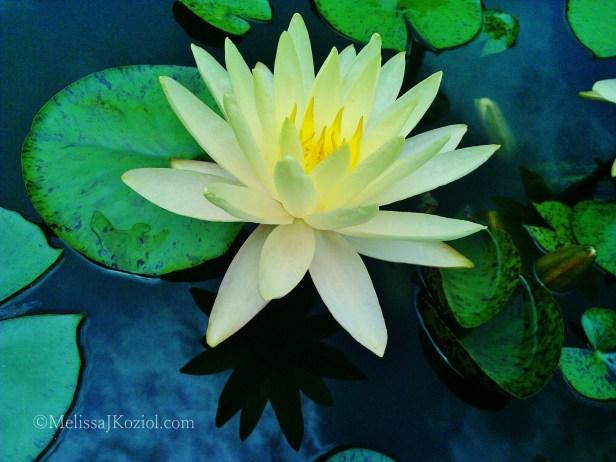 976756_10100715566780488_1763288076_o