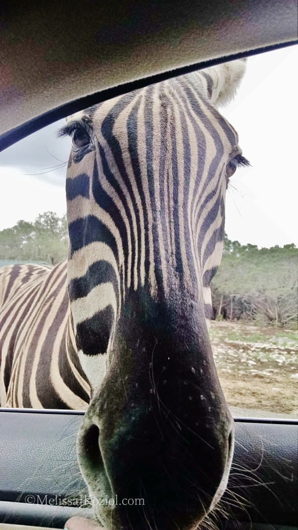 IMG_20150412_152927838