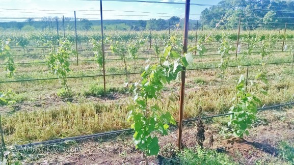 IMG_20150413_171446313